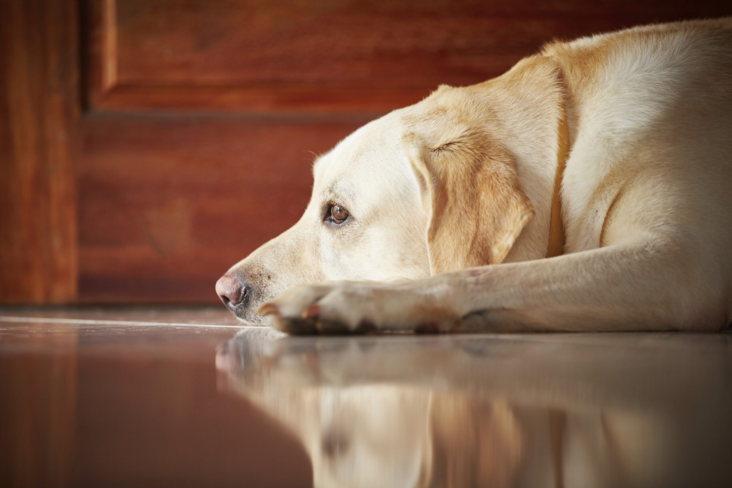 Retorno aos escritórios: como ajudar os pets a lidarem com a separação na volta ao trabalho presencial