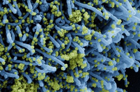 Descoberta nova variante do coronavírus com grande número de mutações