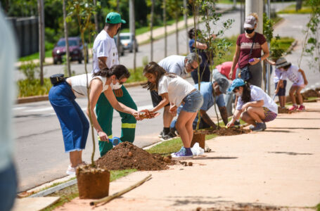 Pé de Árvore promove plantio com moradores do Samambaia