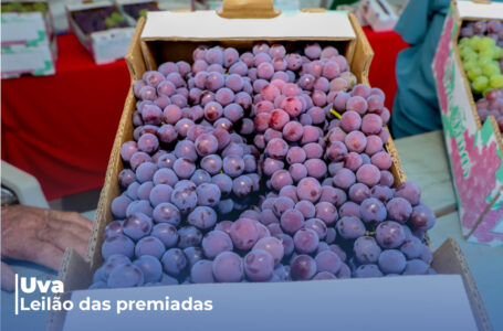Tradicional leilão de uvas premiadas de Itupeva será neste domingo no Cine Teatro